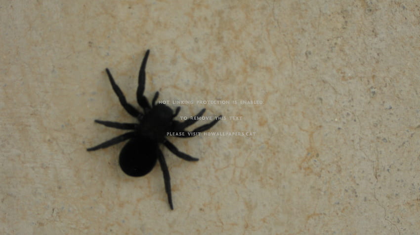 big black spider scary animals, scary spider HD wallpaper
