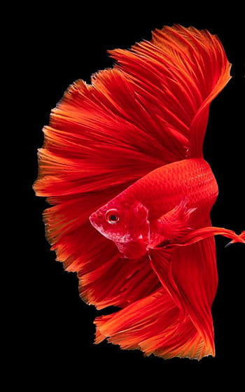 Cool Hd Fish Backgrounds