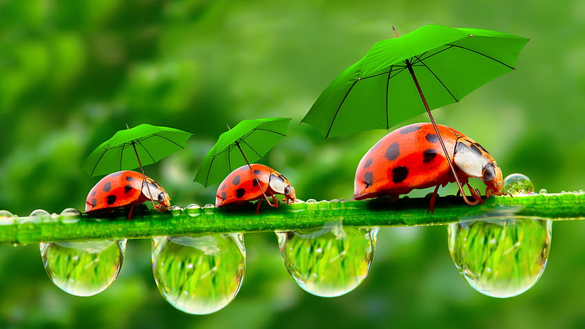 ladybug, red, green, grass, Umbrella, Animals, red and green HD wallpaper
