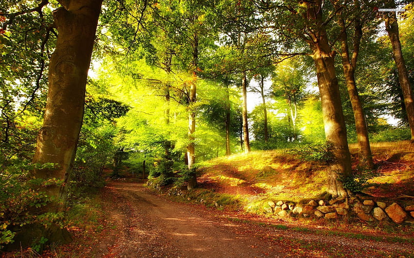 Forest Path Bright Sun Rays, bright forest HD wallpaper