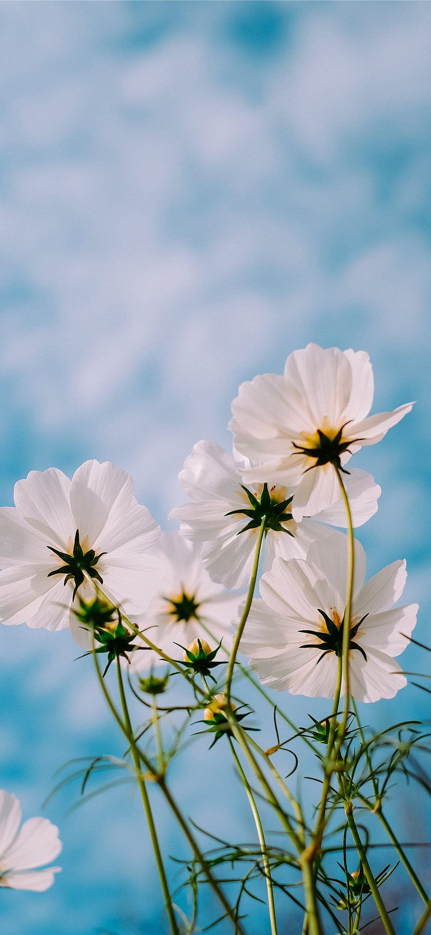 Miglior fiore iPhone 11, fiori estetici del cielo Sfondo del telefono HD