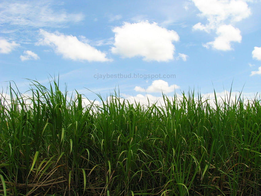 5 Sugarcane, sugar cane HD wallpaper