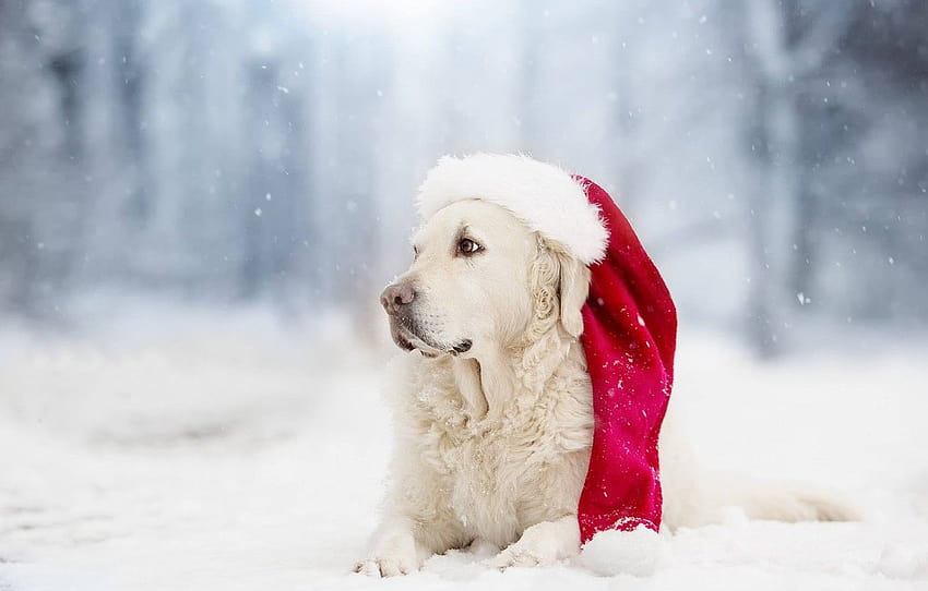 winter, snow, dog, cap, bokeh, Golden Retriever, Golden Retriever , section собаки, golden retrievers winter HD wallpaper
