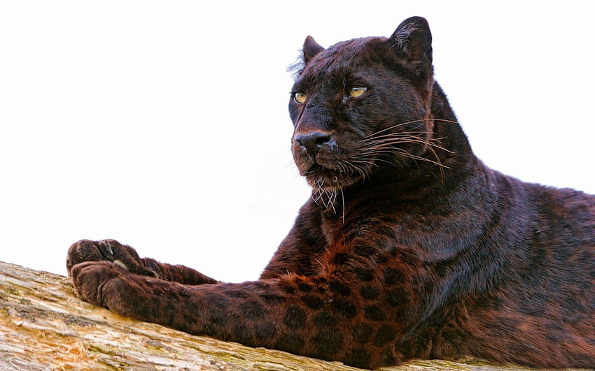 What's a Black Panther, Really?, black leopard on black background HD wallpaper