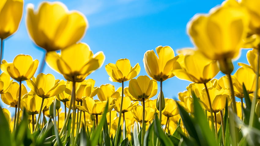 Tulips , Yellow flowers, Blossom, Blue sky, Bloom, Flower garden, Daylight, Flowers, yellow rose HD wallpaper
