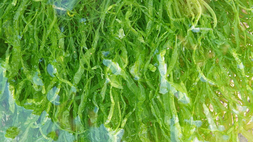 Algae HD wallpaper