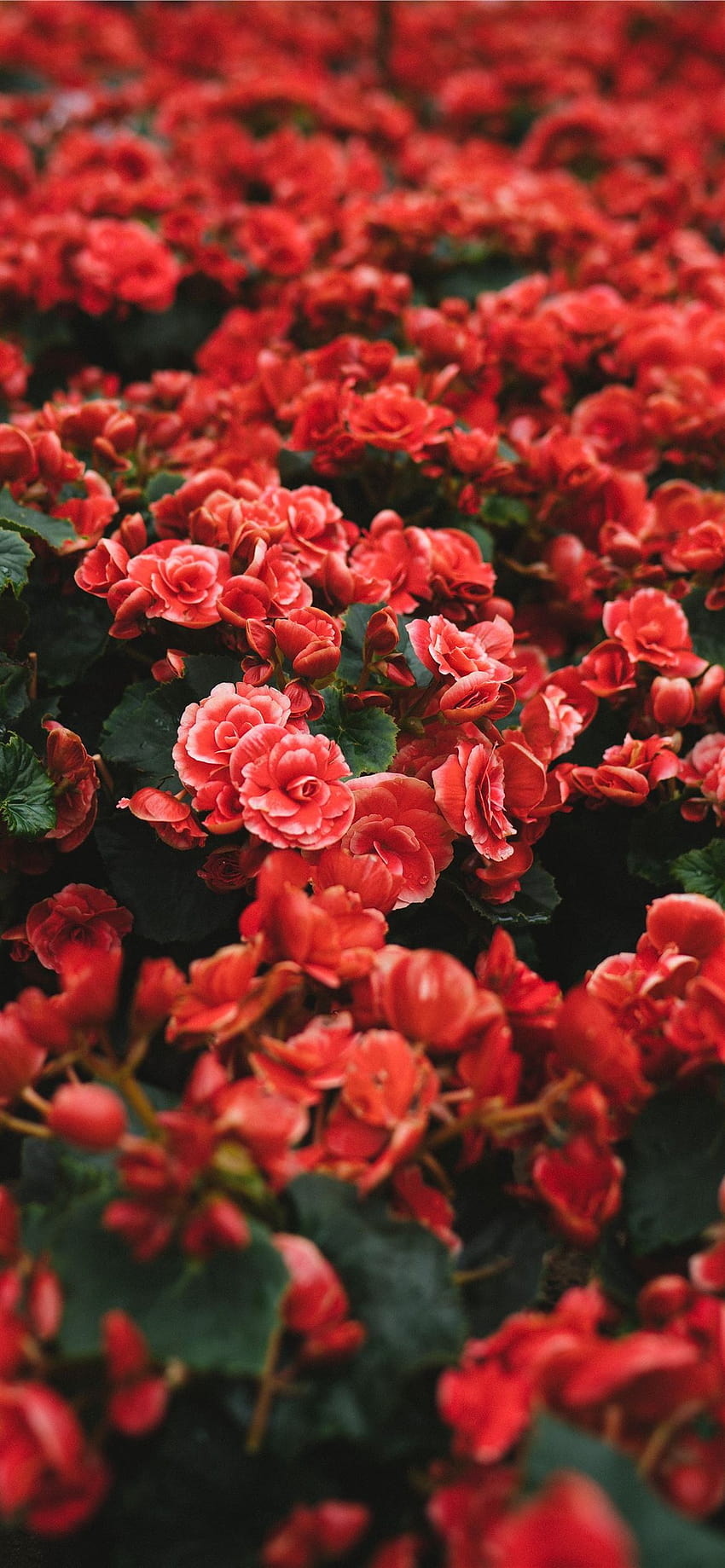 closeup of red petaled flower field iPhone 12, rose field HD phone wallpaper