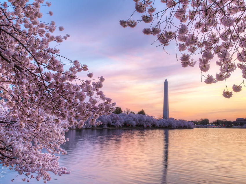 Fiori di ciliegio di Washington Dc , Stock on, primavera di Washington DC Sfondo HD