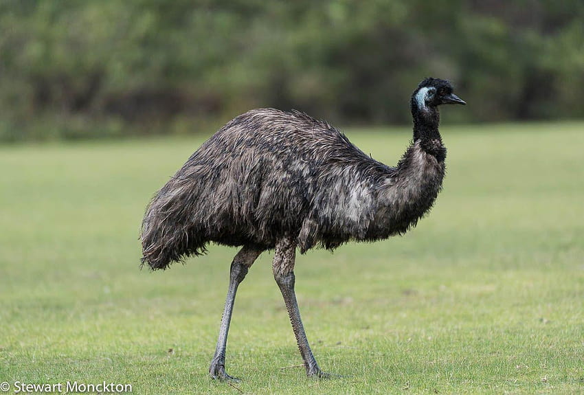 Emu , Animale, HQ Emu Sfondo HD