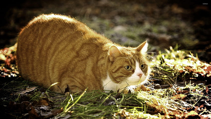 Fat ginger cat, fat cat HD wallpaper | Pxfuel