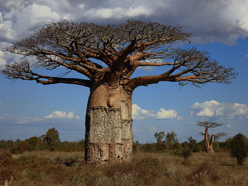 35 melhores Baobab, país de madagascar papel de parede HD