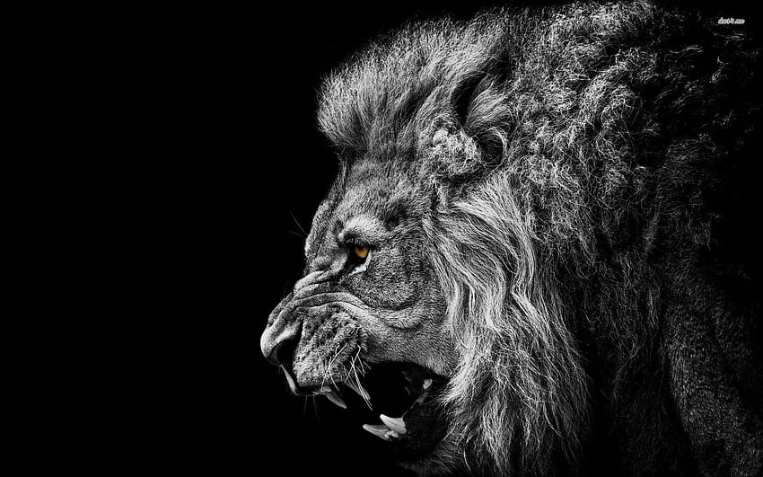 Leão Preto e Branco Completo « Longo, leão negro papel de parede HD