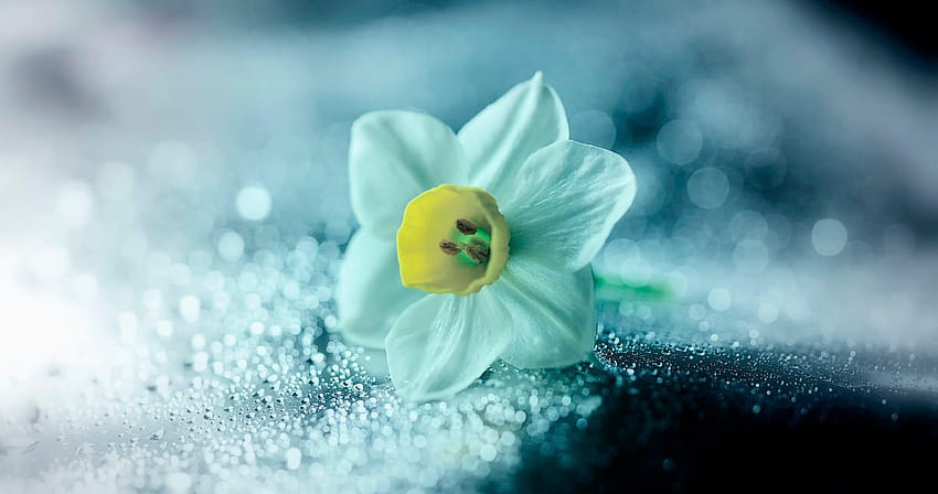 bunga narcissus ultra, daffodil cantik Wallpaper HD