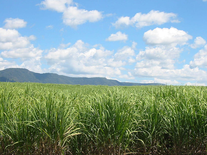 Jelajahi Sugar Cane Field, tebu Wallpaper HD