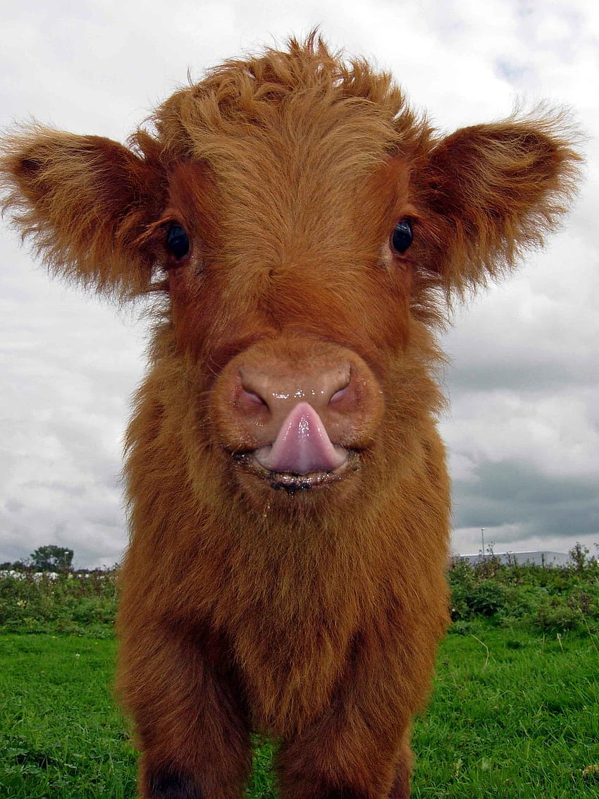ふわふわのハイランド牛の子牛、ふわふわの牛 HD電話の壁紙