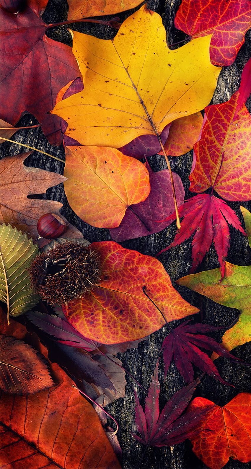 Martha Gonzalez über velas talladas, Herbstwärme HD-Handy-Hintergrundbild