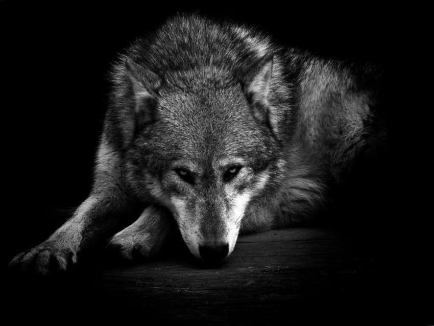 Dark Wild Wolf, schrecklicher Wolf Android HD-Hintergrundbild