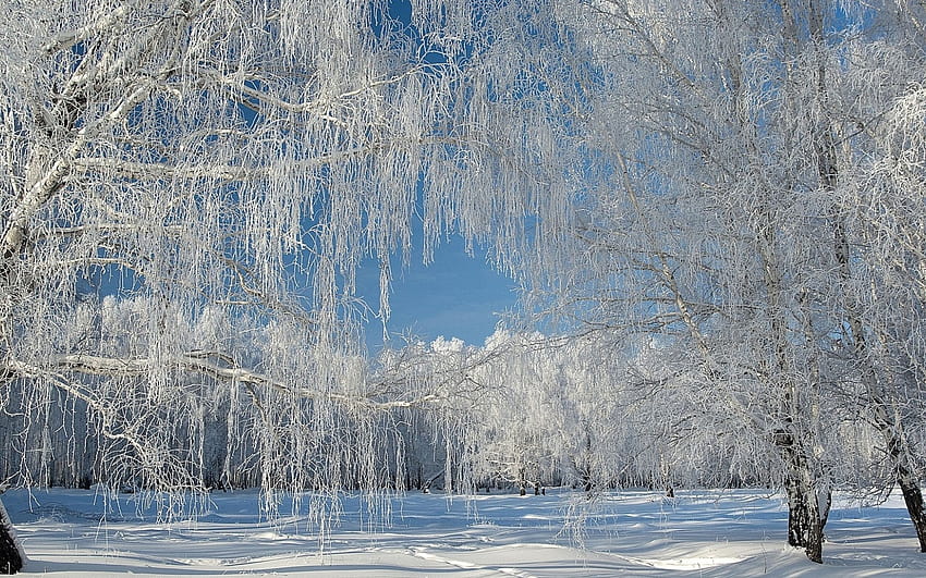 weeping willow trees HD wallpaper