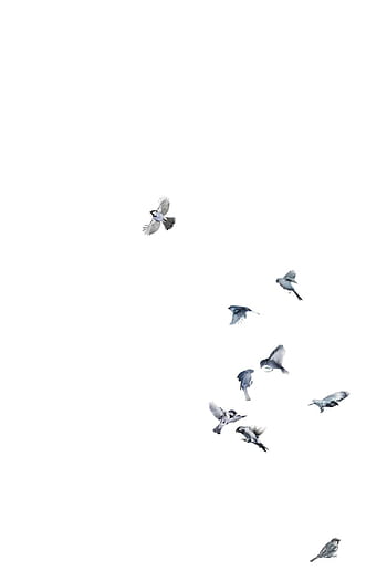 Cute minimalist bird HD wallpapers | Pxfuel