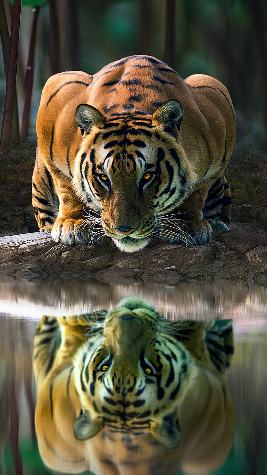 323313 Tiger, Glowing, Eyes, phone , Backgrounds, and, tigers mobile HD phone wallpaper