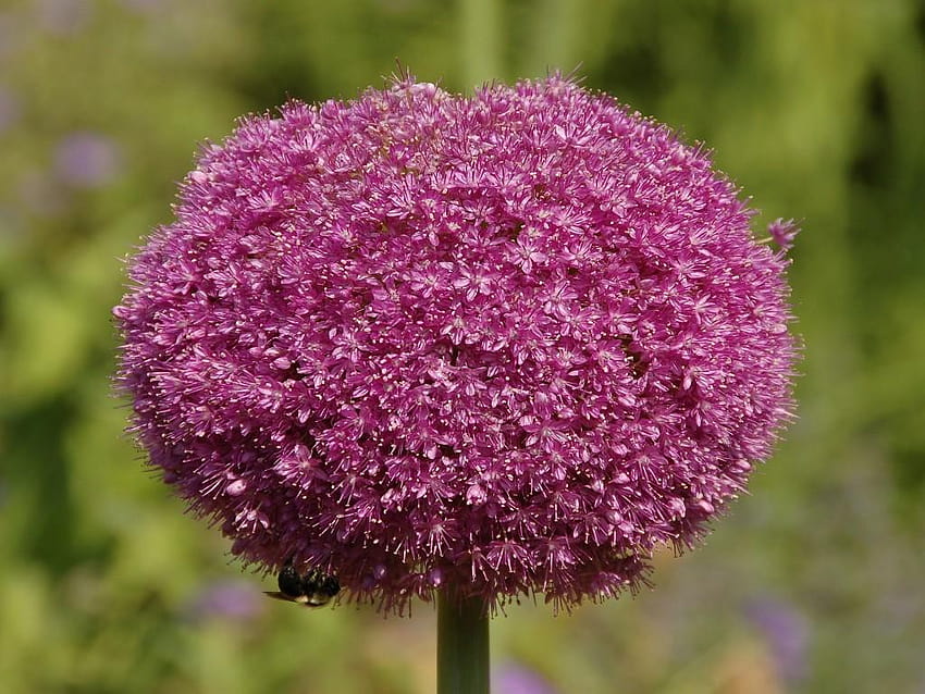 Flowers: Lucy Ball Allium Pink Flower Head Flowers Bokeh Nature, allium flower garden HD wallpaper