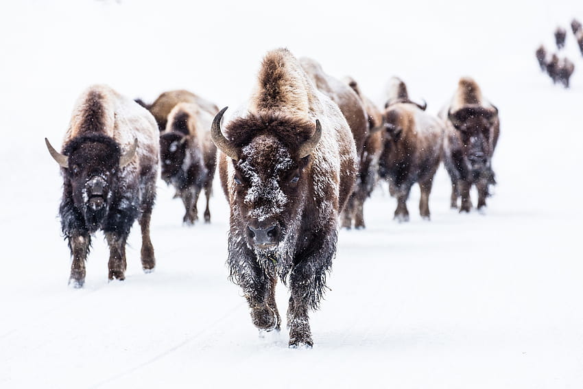 68 American Bison, winter bison HD wallpaper