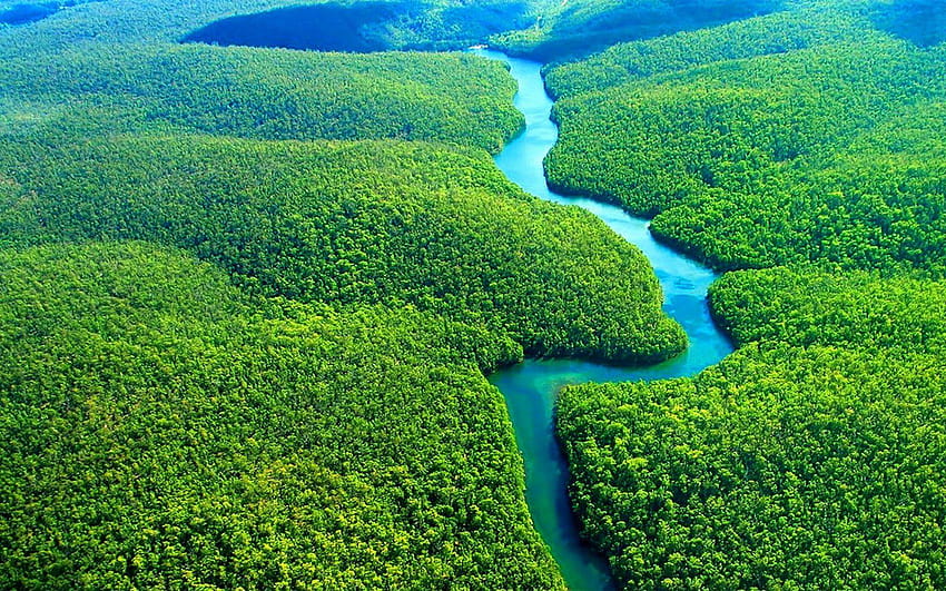 Amazon Rainforest and mobile in high, amazon forest HD wallpaper
