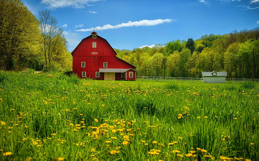 Red Country On Dog Country Summer Day Hd Wallpaper Pxfuel