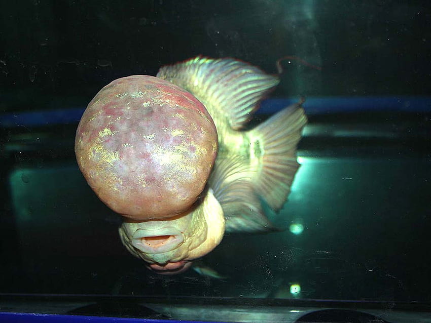 Flowerhorn Los cíclidos híbridos: Big Head Flowerhorn Fish, pez flor cuerno fondo de pantalla