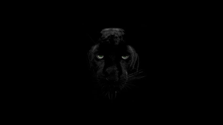 Schwarzes Panthertier HD-Hintergrundbild