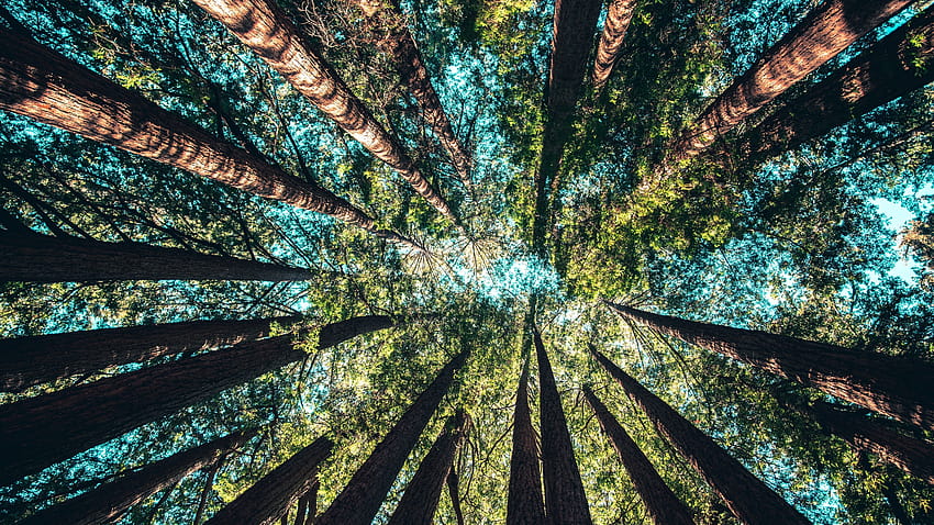 Forest, trees, from bottom view, glare, sky 5120x2880, trees forest bottom view HD wallpaper