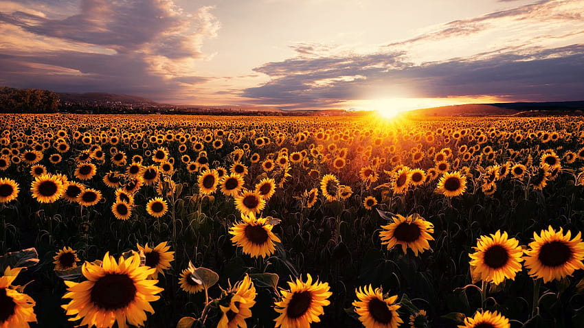 2048x1152 Sunflowers Field Sunrise 2048x1152 Resolution , Backgrounds, and HD wallpaper