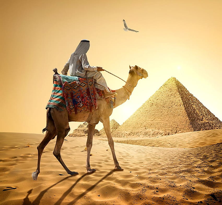 Camelos Egito Homem Cairo Natureza Areia do Deserto papel de parede HD