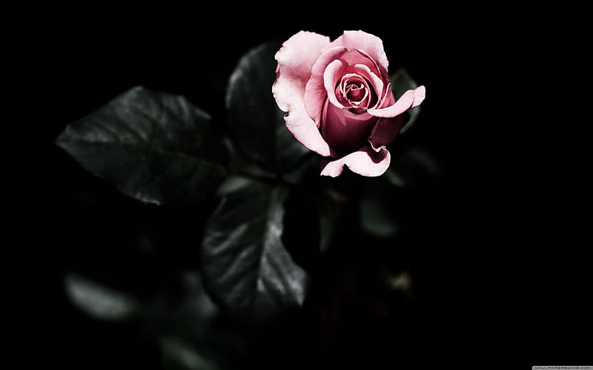 Single Pink Rose ❤ for Ultra TV, single rose HD wallpaper