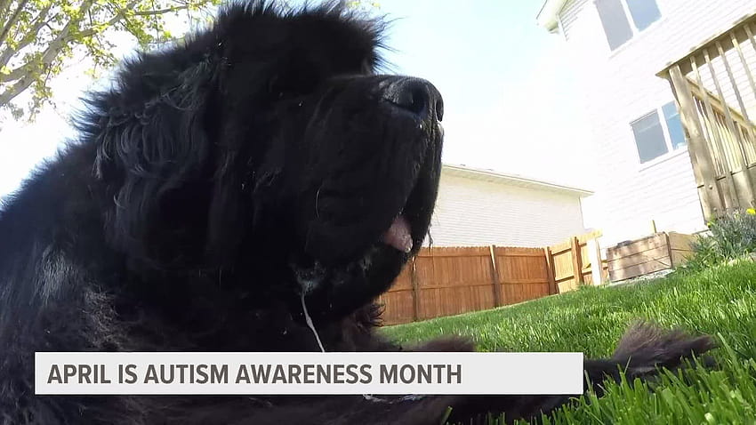 Service dog Boba sharing love and acceptance for autism HD wallpaper