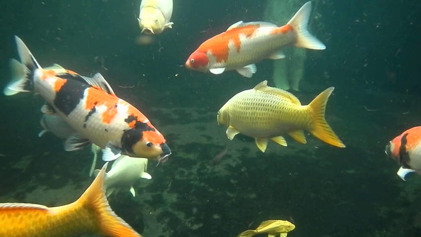 Video mit wasserdichter Kamera von meinem Koi-Teich unter Wasser, sehen Sie, wie meine Koi-Fische versuchen, die Kamera zu fressen – YouTube HD-Hintergrundbild