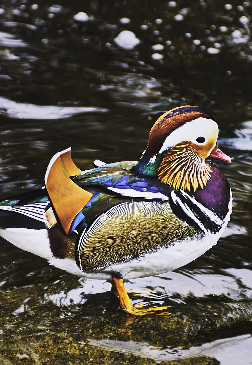 brown white and blue duck on water – County down on, ducks in water HD phone wallpaper