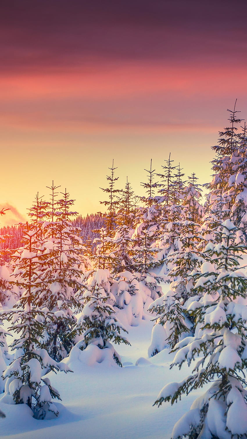 Pines, , snow, sunset, winter, Nature, winter nature phone HD phone wallpaper