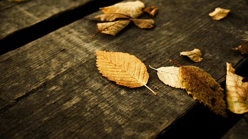 秋の魔法を感じさせてくれる秋、黄金色の落ち葉 高画質の壁紙