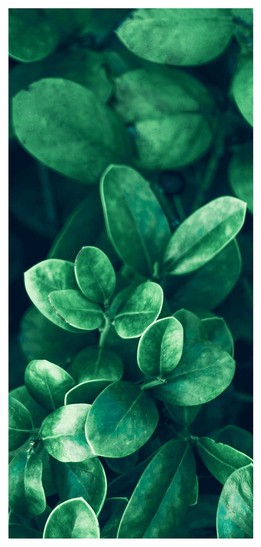 Plant Backgrounds Cellphone backgrounds, plant cell HD phone wallpaper ...