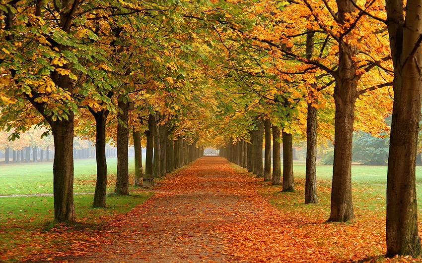 ฤดูใบไม้ร่วงธรรมชาติ Autumn Leaves 3d Fall Colours 0974 ใบไม้เปลี่ยนสีในฤดูใบไม้ร่วง วอลล์เปเปอร์ HD