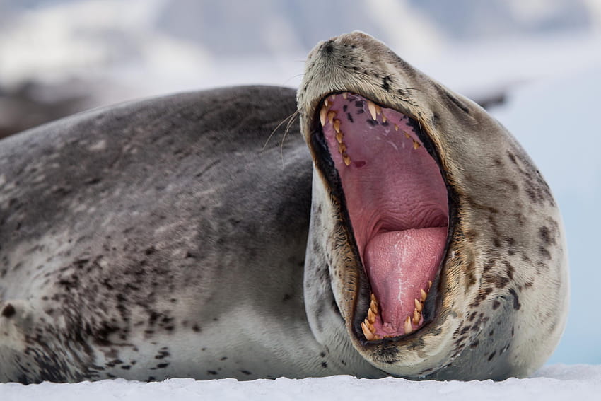 Pertemuan Luar Biasa Seorang Grapher Nat Geo dengan Salah Satu Predator Paling Ganas Antartika, anjing laut macan tutul Wallpaper HD