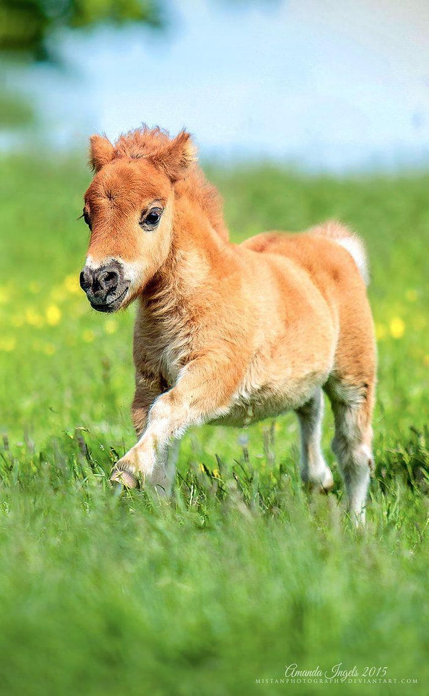 Best 2 Cute baby horses ideas HD phone wallpaper