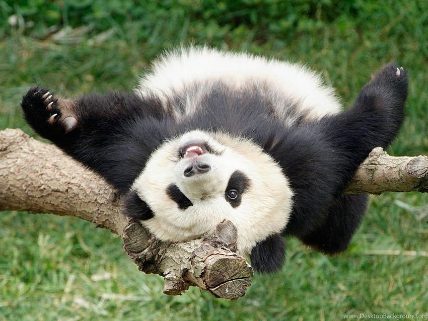 Funny Panda HD wallpaper