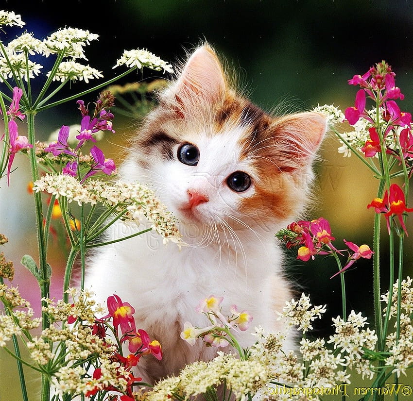 Backgrounds Cute Cat, kucing dengan bunga Wallpaper HD
