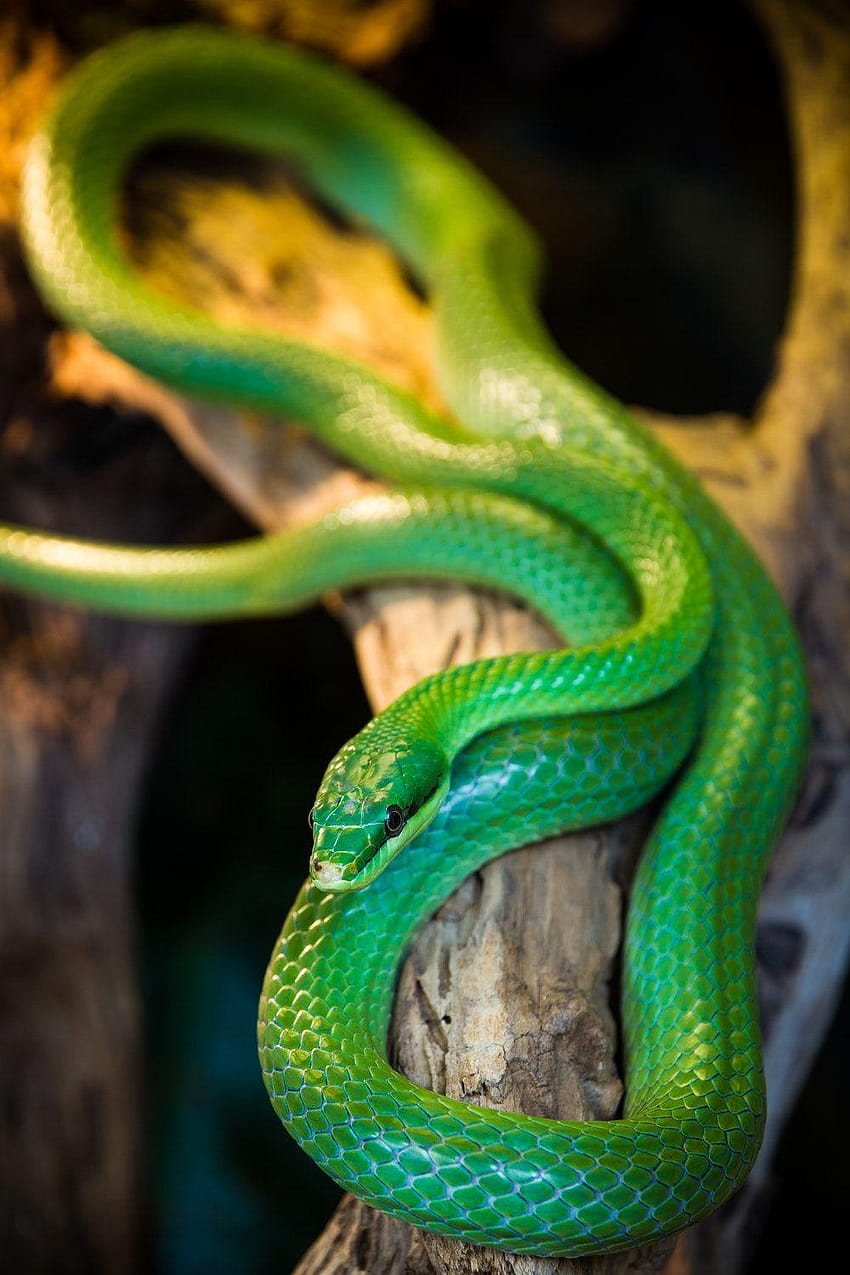 Snake Green Mamba Hd Phone Wallpaper Pxfuel