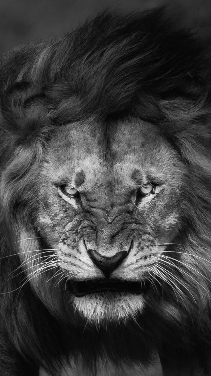 Angry Lion Face, black lion mobile HD phone wallpaper | Pxfuel