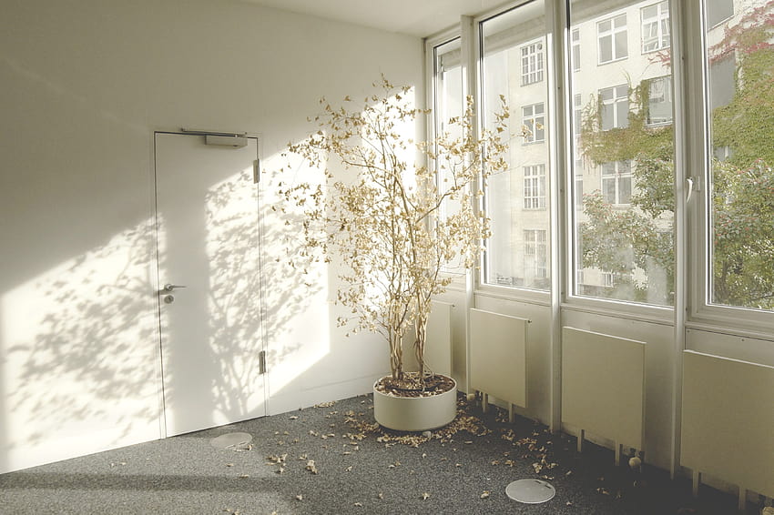 árvore moribunda dentro de um prédio de escritórios vazio perde sua papel de parede HD