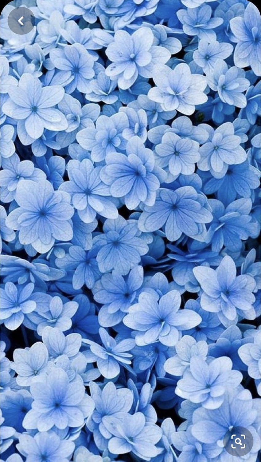 blue flower backgrounds tumblr