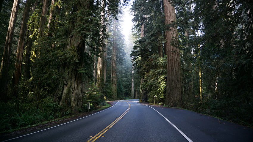 : natura, alberi, foresta, sequoia, strada, nebbia, erba, piante, USA, California 1920x1080, strada estetica con alberi Sfondo HD